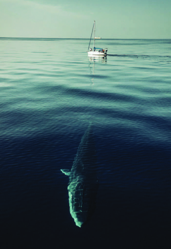 Dauphin qui nage près du bateau de Noam Yaron lors de sa traversée A la nage Calvi-Monaco